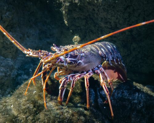 Lobster walking on the seabed. Macro view